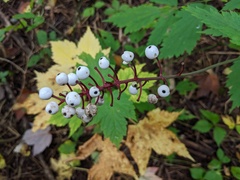 Actaea × ludovicii