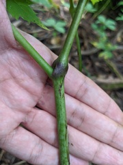 Actaea × ludovicii