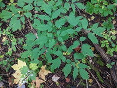 Actaea × ludovicii