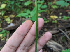 Actaea × ludovicii