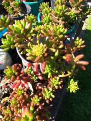 Sedum × rubrotinctum