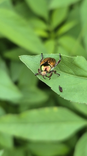 Popillia lewisi