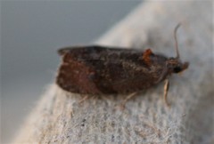 Evora hemidesma