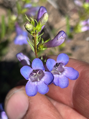 (c) crothfels, some rights reserved (CC BY) Penstemon leonardii, photograph (c) crothfels, some rights reserved (CC BY)