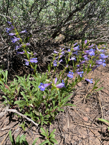Leonard's Beardtongue (Penstemon leonardii)
