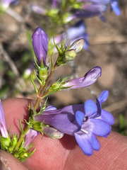 (c) crothfels, some rights reserved (CC BY) Penstemon leonardii, photograph (c) crothfels, some rights reserved (CC BY)