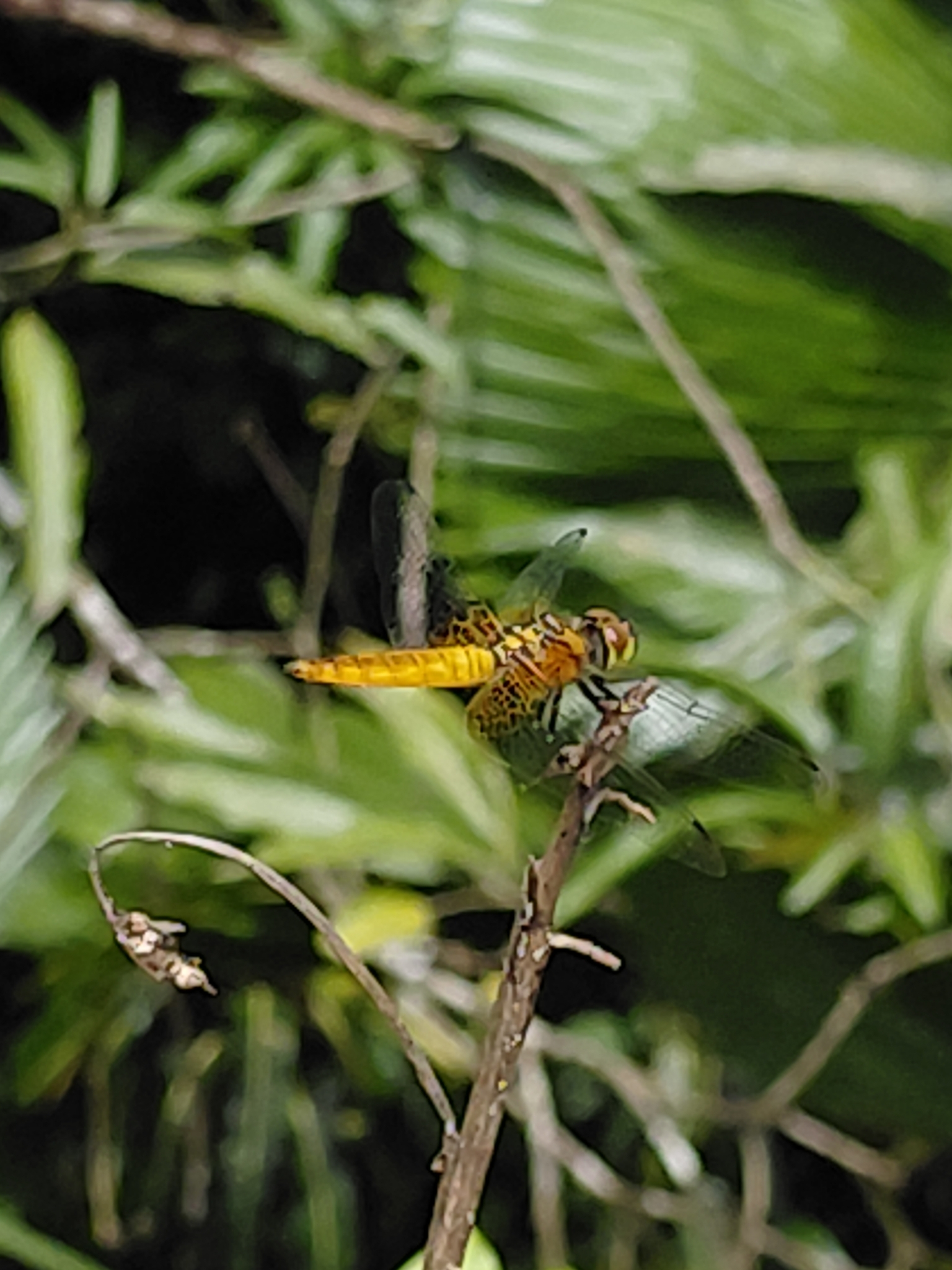 Scarlet Marsh Hawk