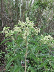 Lippia umbellata