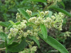 Lippia umbellata