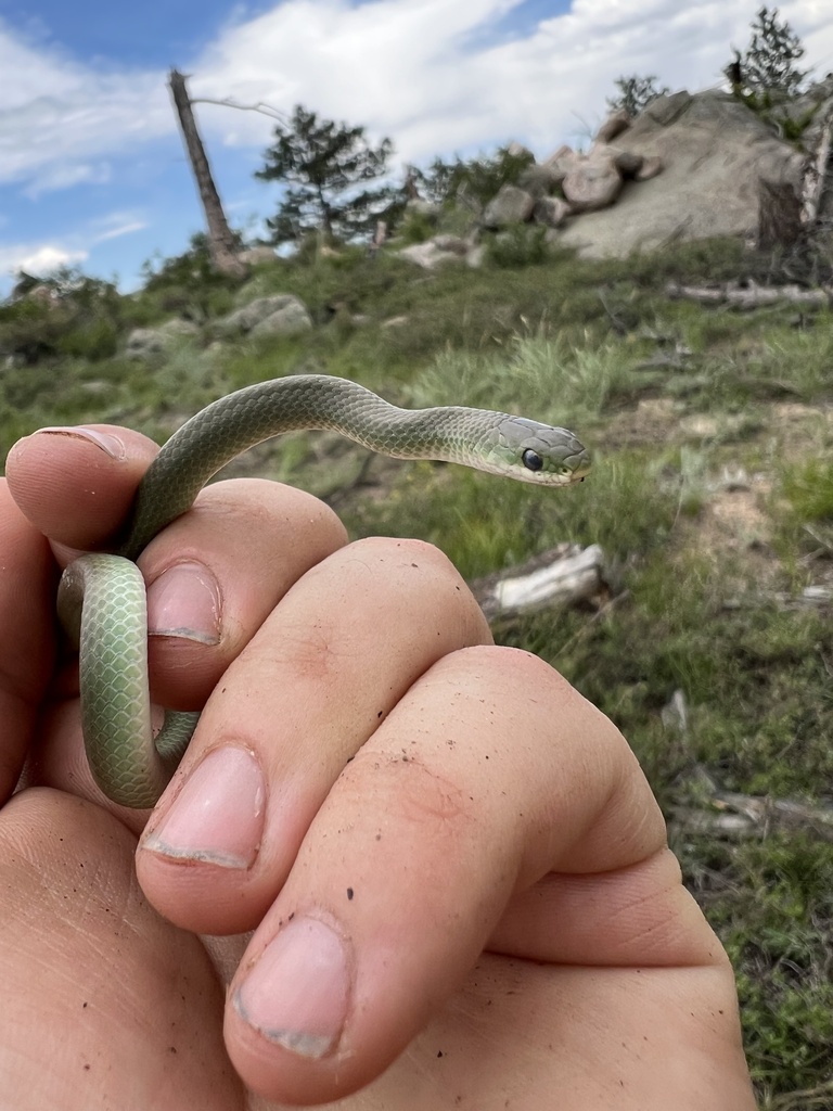 Smooth Green Snake