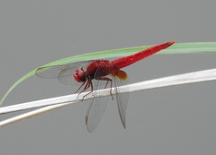 Crocothemis servilia mariannae