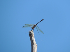 Micrathyria hypodidyma