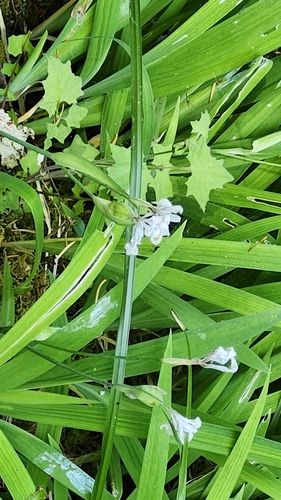 Clackamas Iris (Iris tenuis)