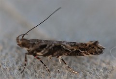 Aristotelia fungivorella