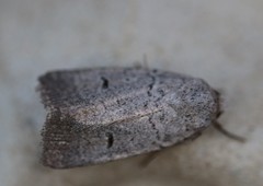 Caradrina meralis