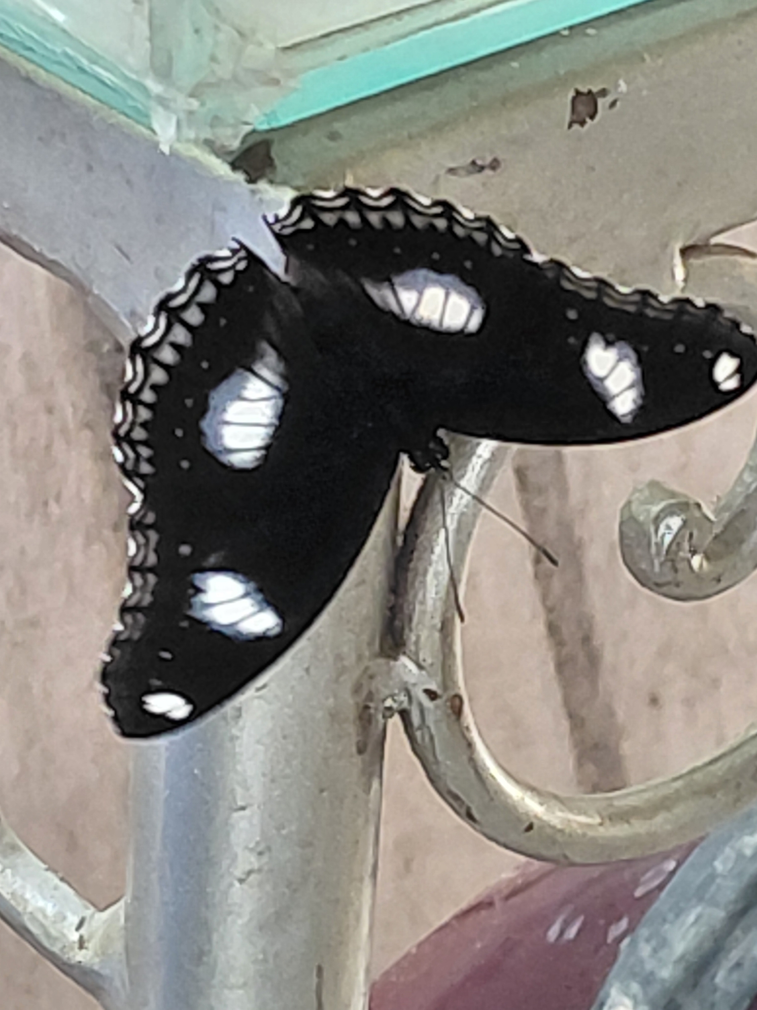 Great Eggfly