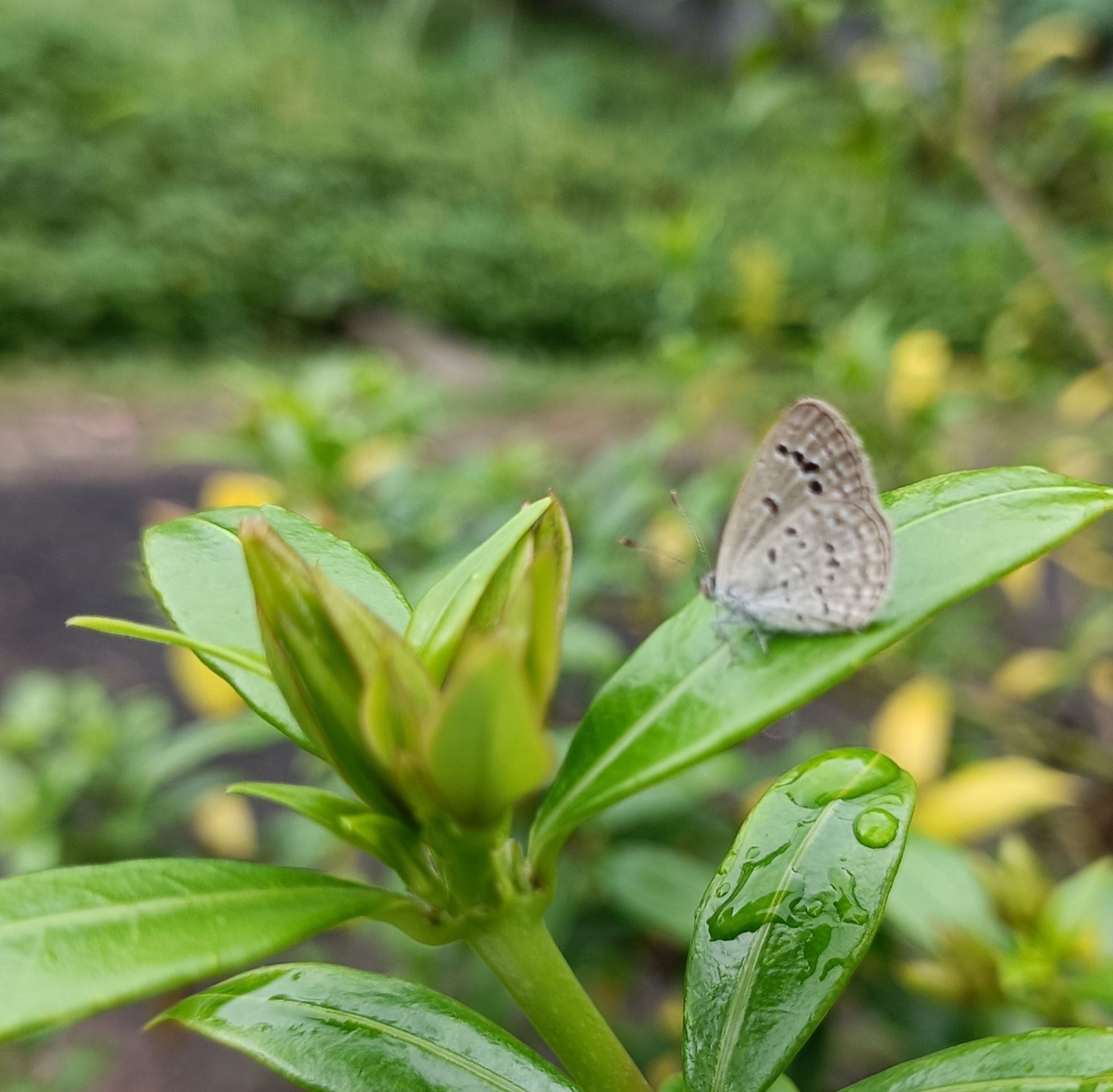 Lesser Grass Blue
