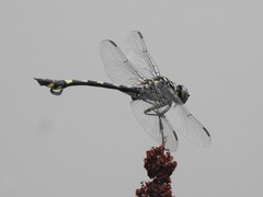 Sinictinogomphus clavatus