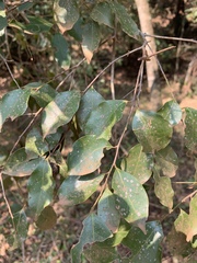 Cryptocarya woodii