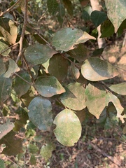 Cryptocarya woodii
