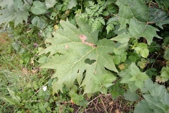 Rheum palmatum