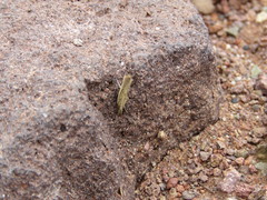 Crambus praefectellus