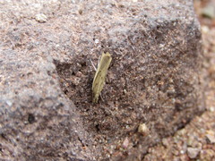 Crambus praefectellus