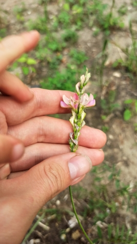 Наблюдение на iNaturalist