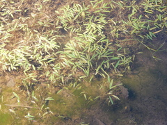 Potamogeton diversifolius