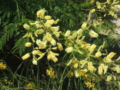 Senegalia bonariensis