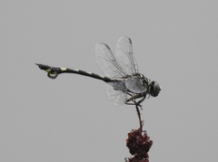 Sinictinogomphus clavatus