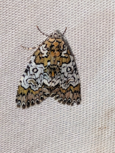 Owl-eyed Bird Dropping Moth photo 4
