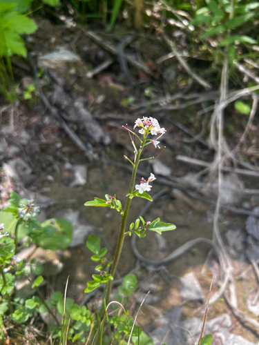 Cardamine scutata iNat (3)