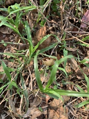 Dactyloctenium australe