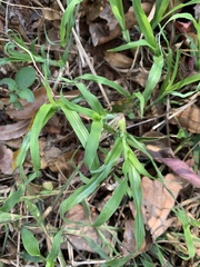 Dactyloctenium australe