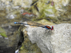Argia cuprea