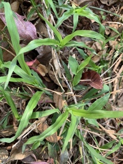 Dactyloctenium australe