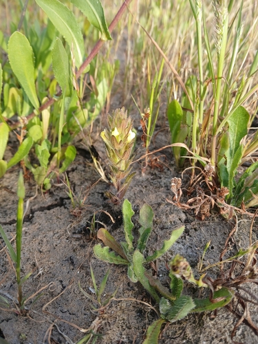 Victoria's Paintbrush (Castilleja victoriae)