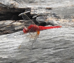Crocothemis servilia mariannae