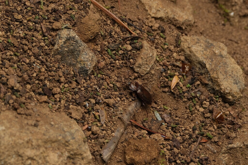 Platyceroides laticollis