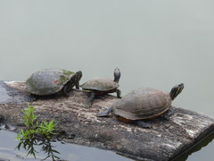 Trachemys scripta elegans