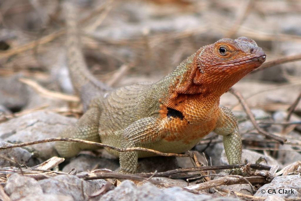 Española Lava Lizard