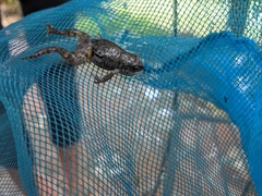 Eleutherodactylus nitidus