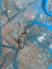 Eleutherodactylus nitidus