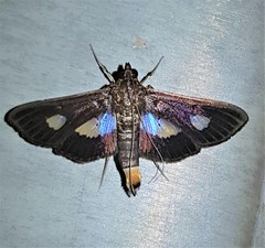 Diaphania exclusalis