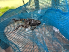 Eleutherodactylus nitidus