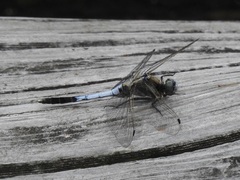 Orthetrum albistylum speciosum