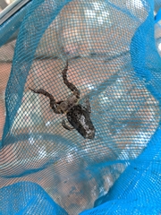 Eleutherodactylus nitidus