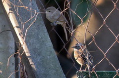 Phacellodomus sibilatrix