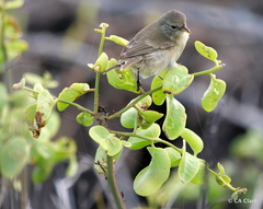 Cryptocarpus pyriformis